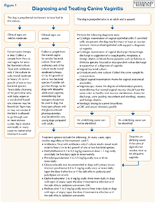 puppy vaginitis treatment