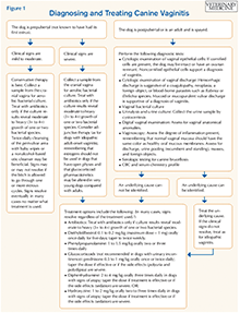 Vaginitis in dogs: A simple approach to a complex condition