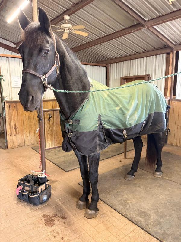 (Images courtesy of Texas A&M College of Veterinary Medicine & Biological Sciences)