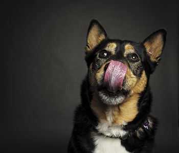 AdobeStock_196057193_450px.jpg