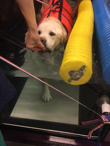 veterinary_treadmill_treat_FL_450.jpg