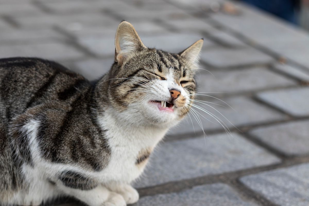 Illustration of Recognizing Feline Pain Caused By Gastrointestinal Ulcers