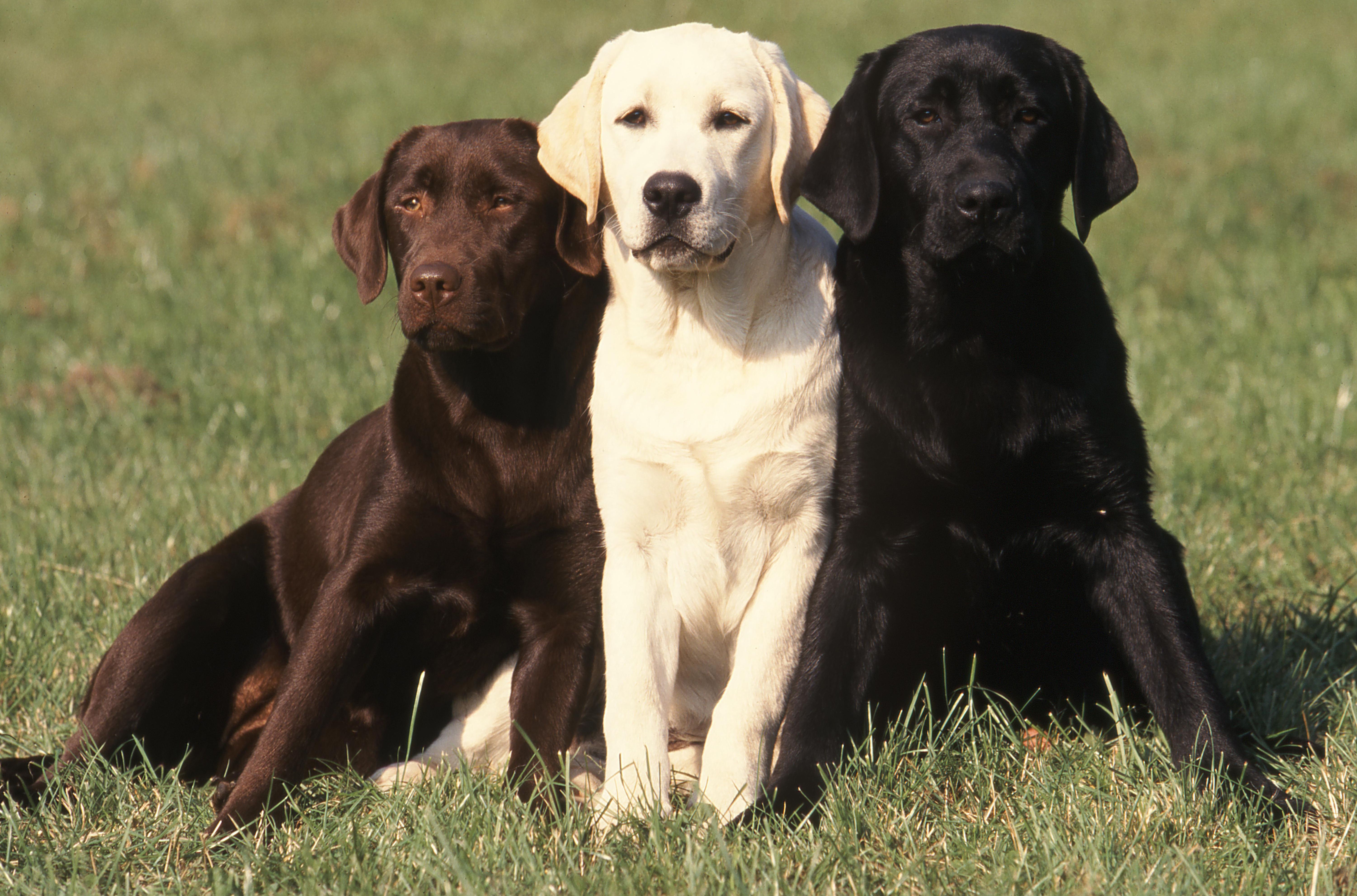 Canine retrievers