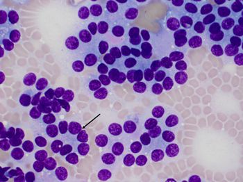 veterinary_thyroid_carcinoma_Figure_2_450.jpg