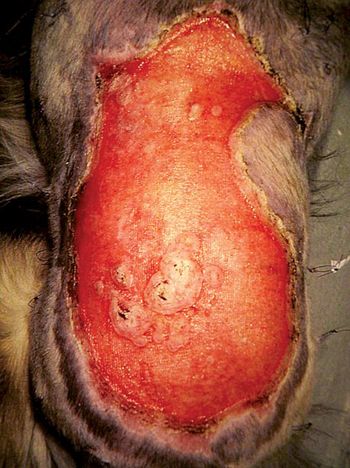 veterinary_bandage_3-613211-1384501169022.jpg