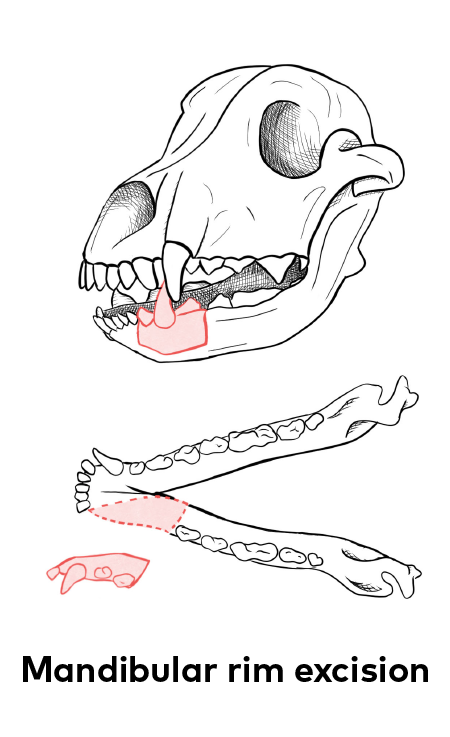 The ABCs of veterinary dentistry: O is for oral masses of the malignant ...