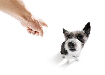 veterinary-poodle-dog-being-punished-by-owner-450px-shutterstock-718898197.jpg