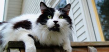 veterinary_nutrition_cat-672659-1384320425104.jpg