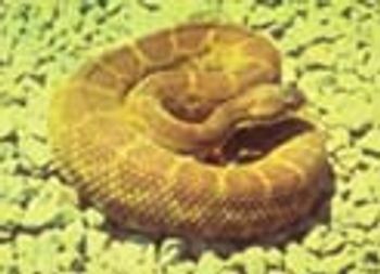 rattlesnake-56716-1384854411462.jpg