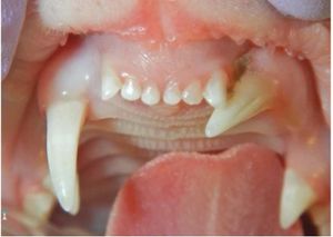 Strengthening oral health: A call to action for veterinary practices