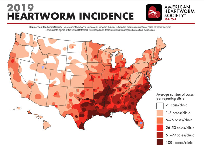 AHS releases new heartworm incidence survey results