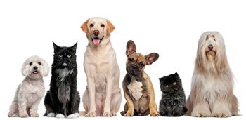 veterinary-dogs_450px_155738686.jpg