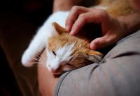 Weekly Vet Report: Cat-to-human bird flu transmission, a new injectable for itchy dogs, and a major pet food recall