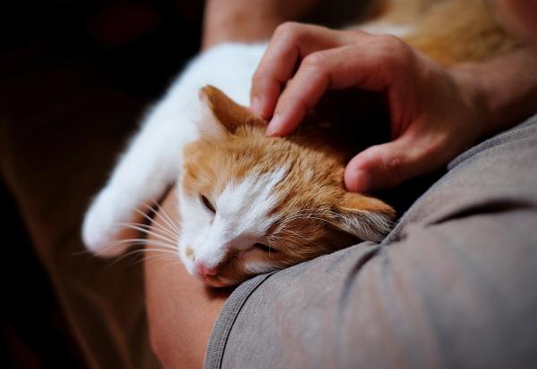 Weekly Vet Report: Cat-to-human bird flu transmission, a new injectable for itchy dogs, and a major pet food recall