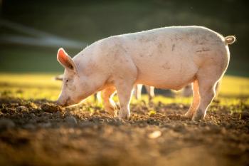 Swine antimicrobial