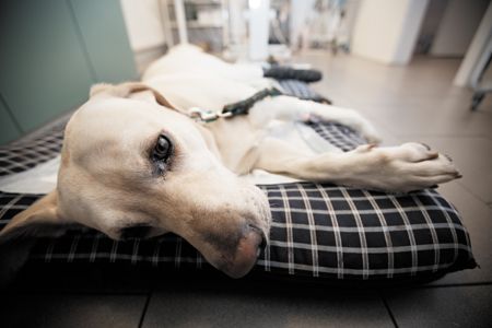 how long should a dog fast before ultrasound