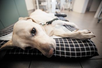 veterinary-ill-labrador-retriever-in-veterinary-clinic-114635569_450.jpg