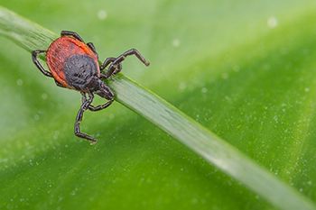 veterinary-deer-tick-grass-stem-ixodes-AdobeStock_212563433-body.jpg
