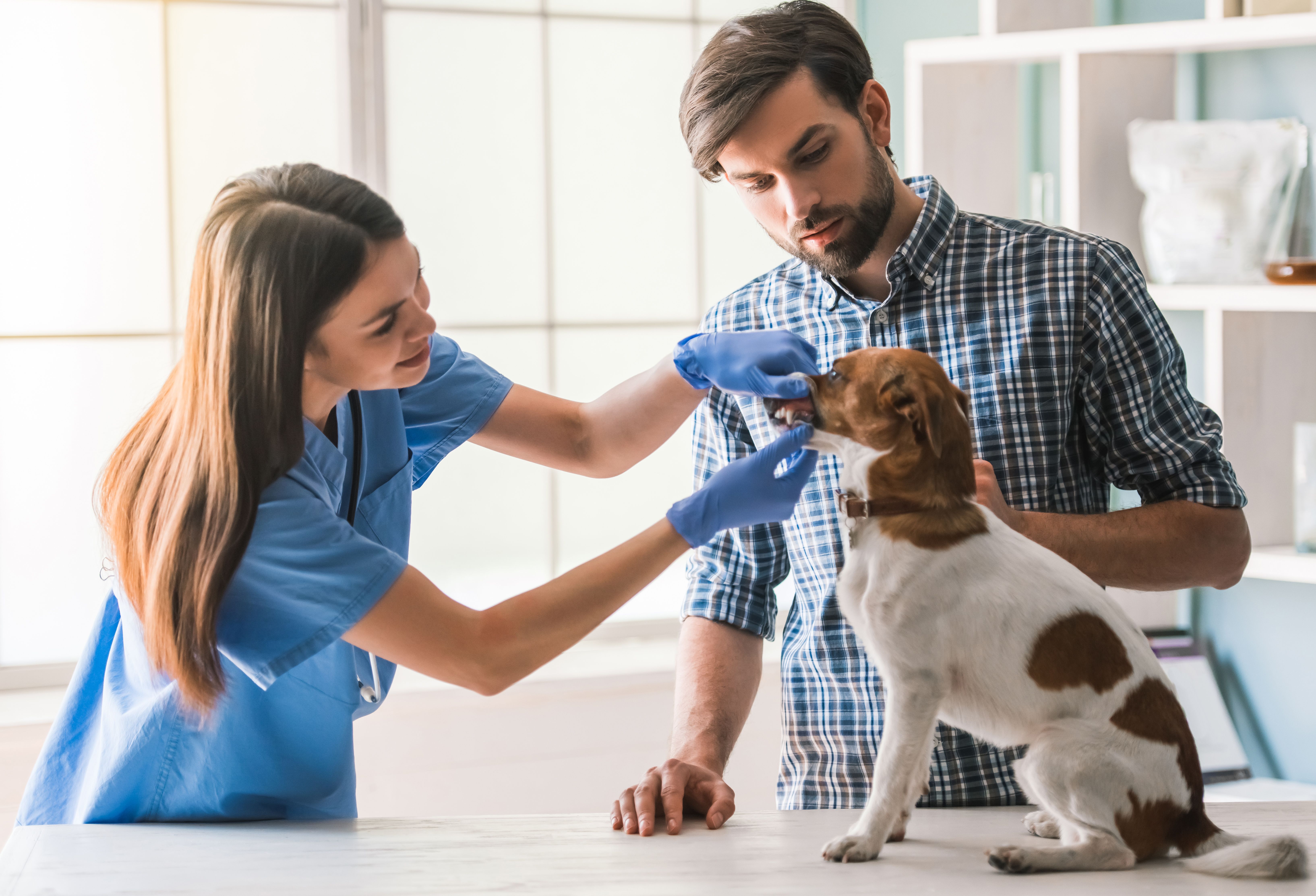V-tech veterinary software V-tech veterinary software