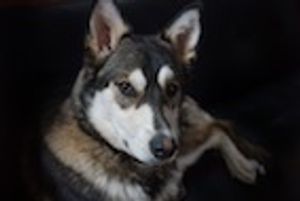 Effect of Postsurgical Rehabilitation in Spinal Cord-Injured Dogs