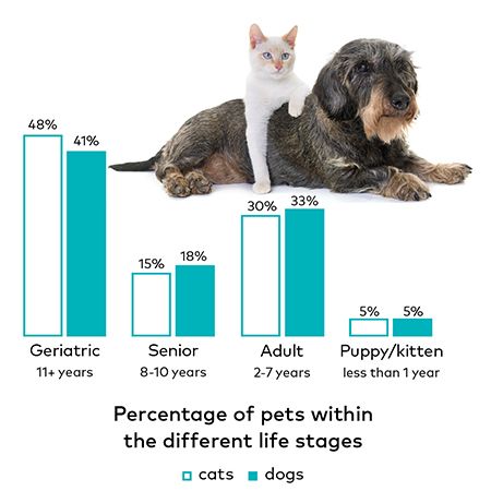 Feline Lifespans vs Canine Ages A Deep Dive into How Long Cats Live Compared to Dogs - Details