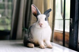 Rabbit endotracheal intubation: Yes, you can do it! (Part 2)