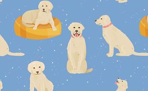 veterinary-dog-life-stages-vector_AdobeStock_215005743-450.jpg