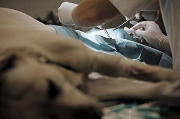 veterinary-labrador-retriever-in-veterinary-clinic-450px-shutterstock_114635548.jpg
