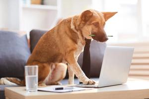Should veterinary clinics 'pay to play' on social media?