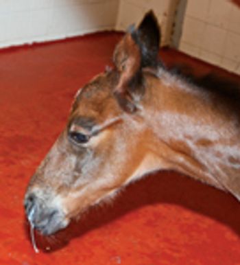 kane_foal_1-682274-1384234751298.jpg