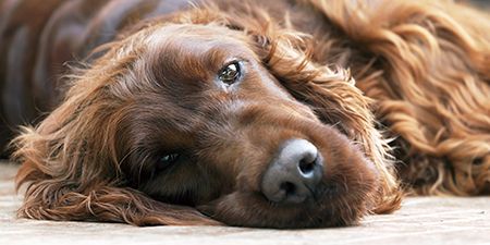 evans syndrome in dogs survival rate