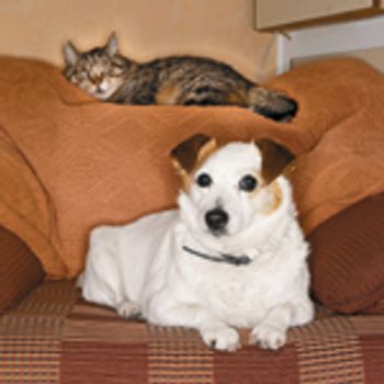veterinary_catDog_dvm0911_stk208009rke-738286-1384181760732.jpg