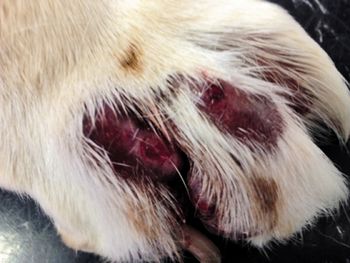 veterinary_Jeromin_Apoquel_Fig1_450.jpg