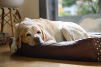 Keeping senior pets hydrated and comfortable all summer long