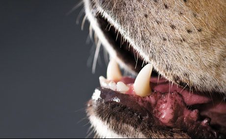 dental-460.jpg