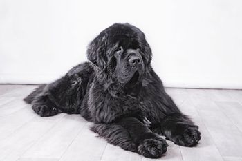 veterinary-dog-adult-newfoundland1-450px-shutterstock-222393889.jpg