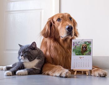 veterinary-dog-cat-main.jpg