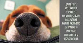 1-dognose-AdobeSpark.jpg