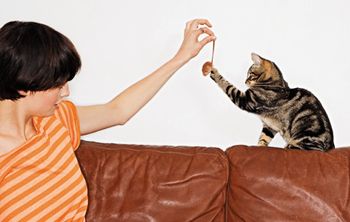 veterinary-cat_owner_pet_play_couch_56499914_450.jpg