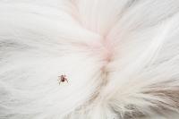 Longer tick and allergy seasons are reshaping year-round parasite and dermatology care