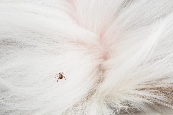 Longer tick and allergy seasons are reshaping year-round parasite and dermatology care