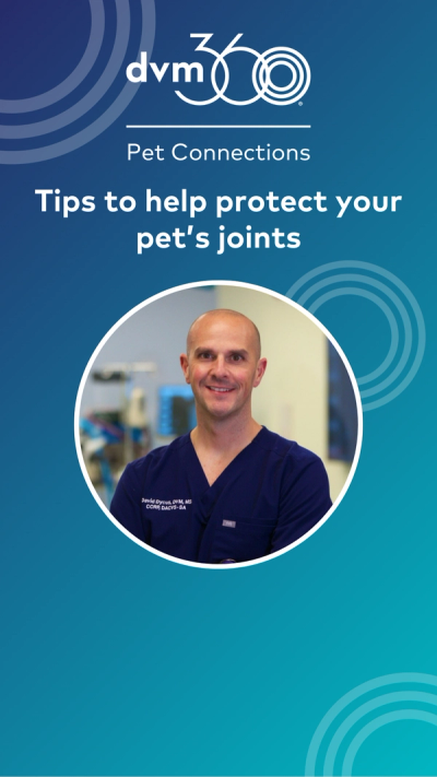 Tips to help protect your pet’s joints