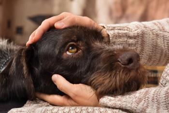 Dog rests head in owners hands looking sad