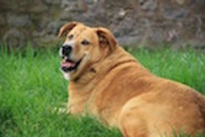 Which States Have the Plumpest Pets?