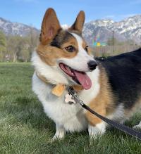 Corgi recovers from life-threatening brain inflammation at UC Davis