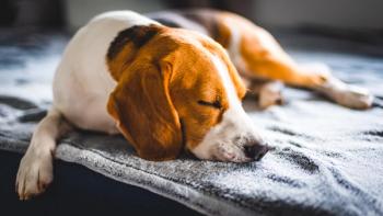 Paraneoplastic syndromes in dogs