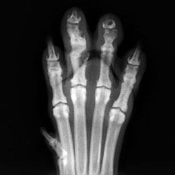 core-imaging-xray-paw.jpg