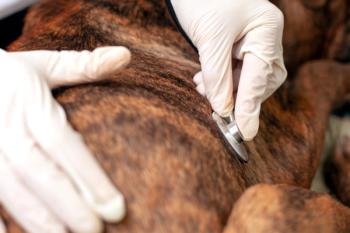 Canine heart failure