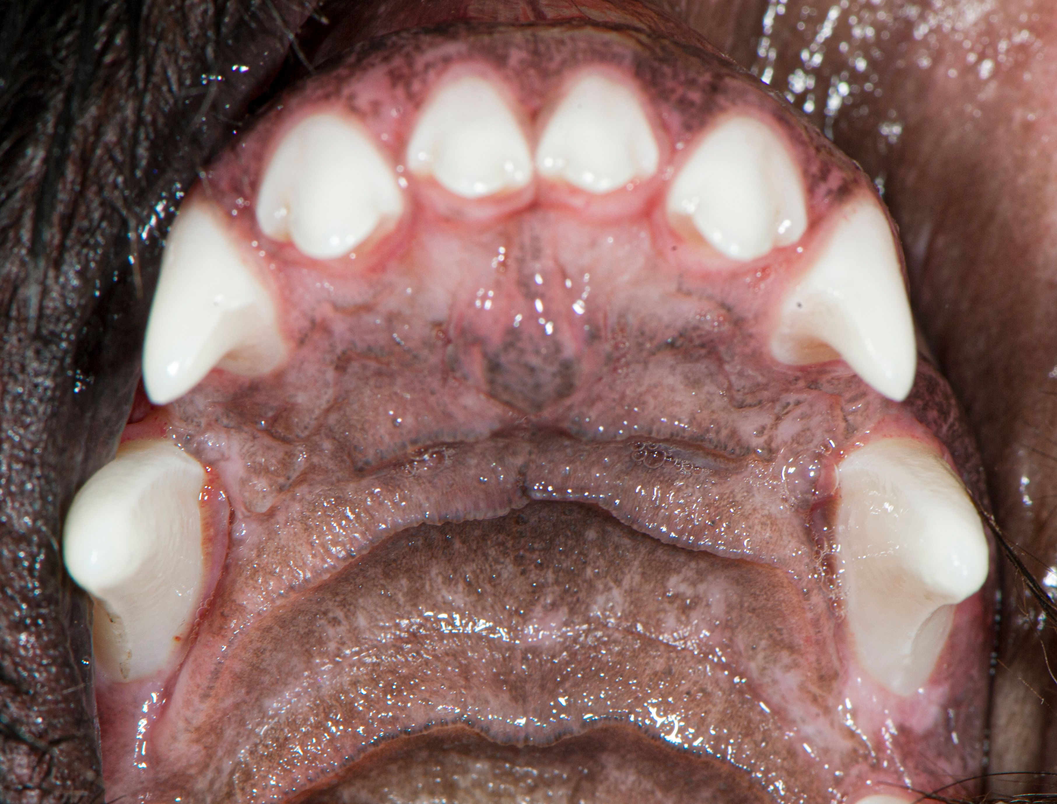 Animal teeth with plaque