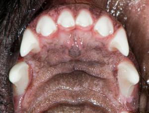 Animal teeth with plaque